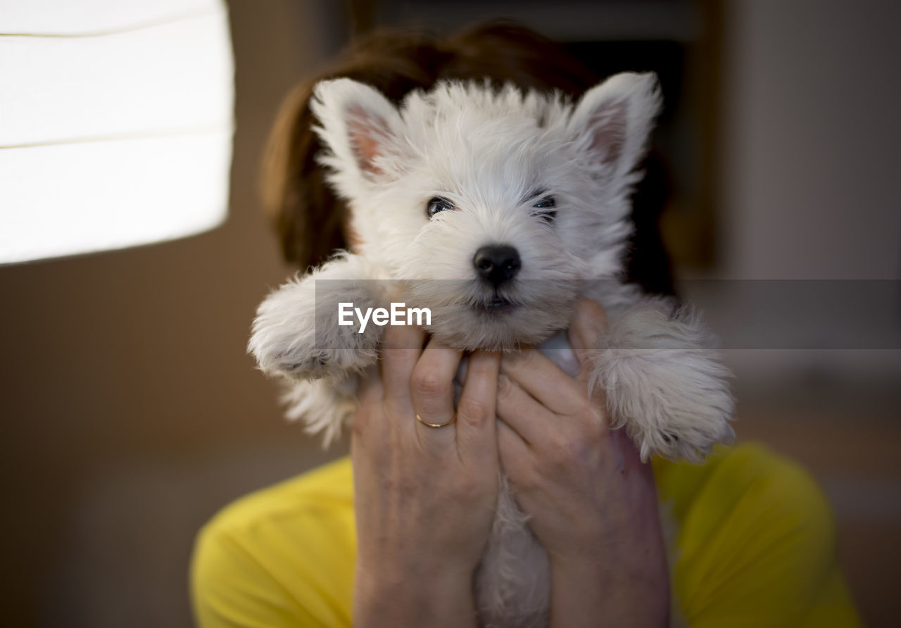 Woman covering face with puppy at home