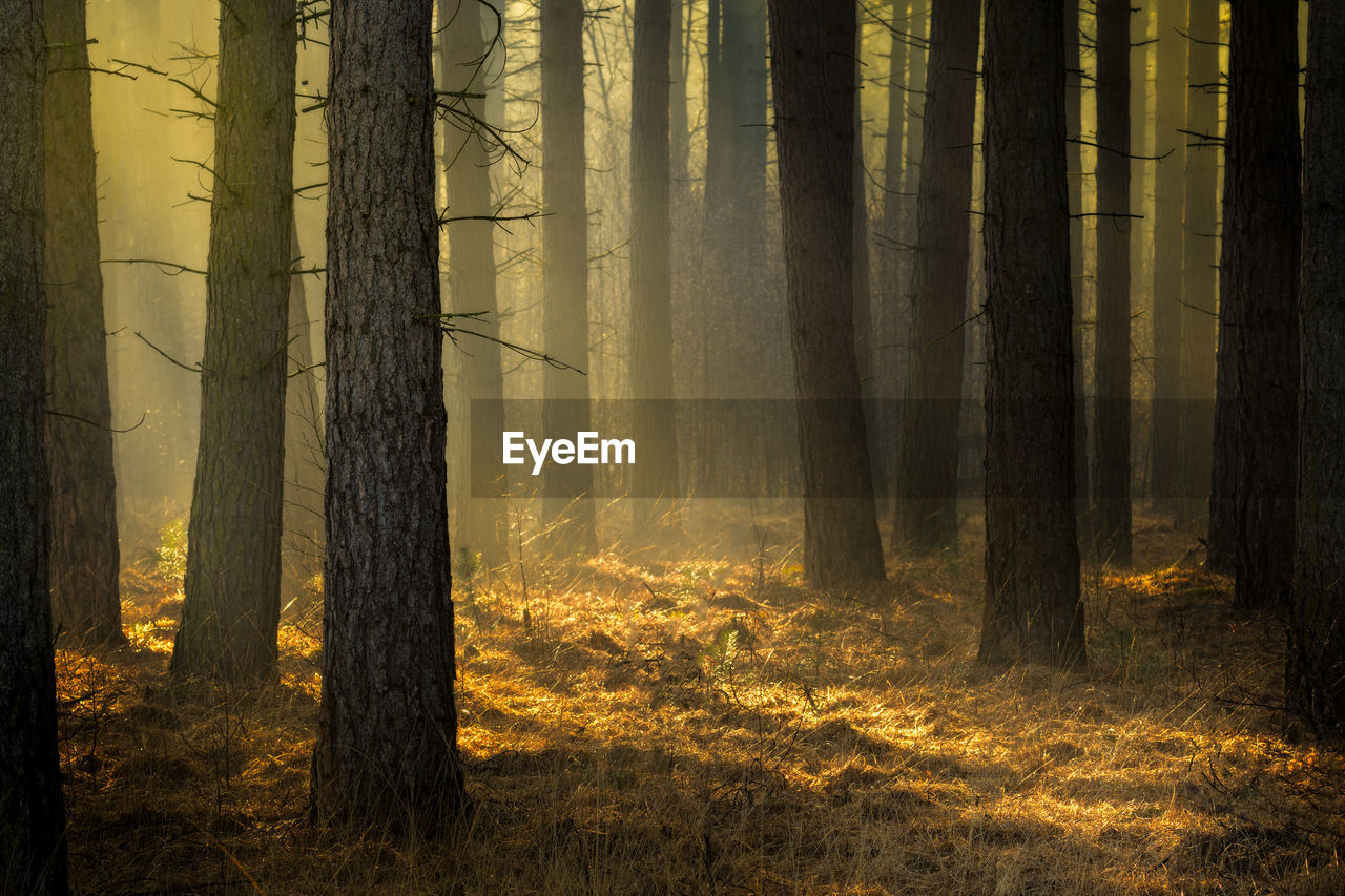 Scenic view of trees in forest during sunset