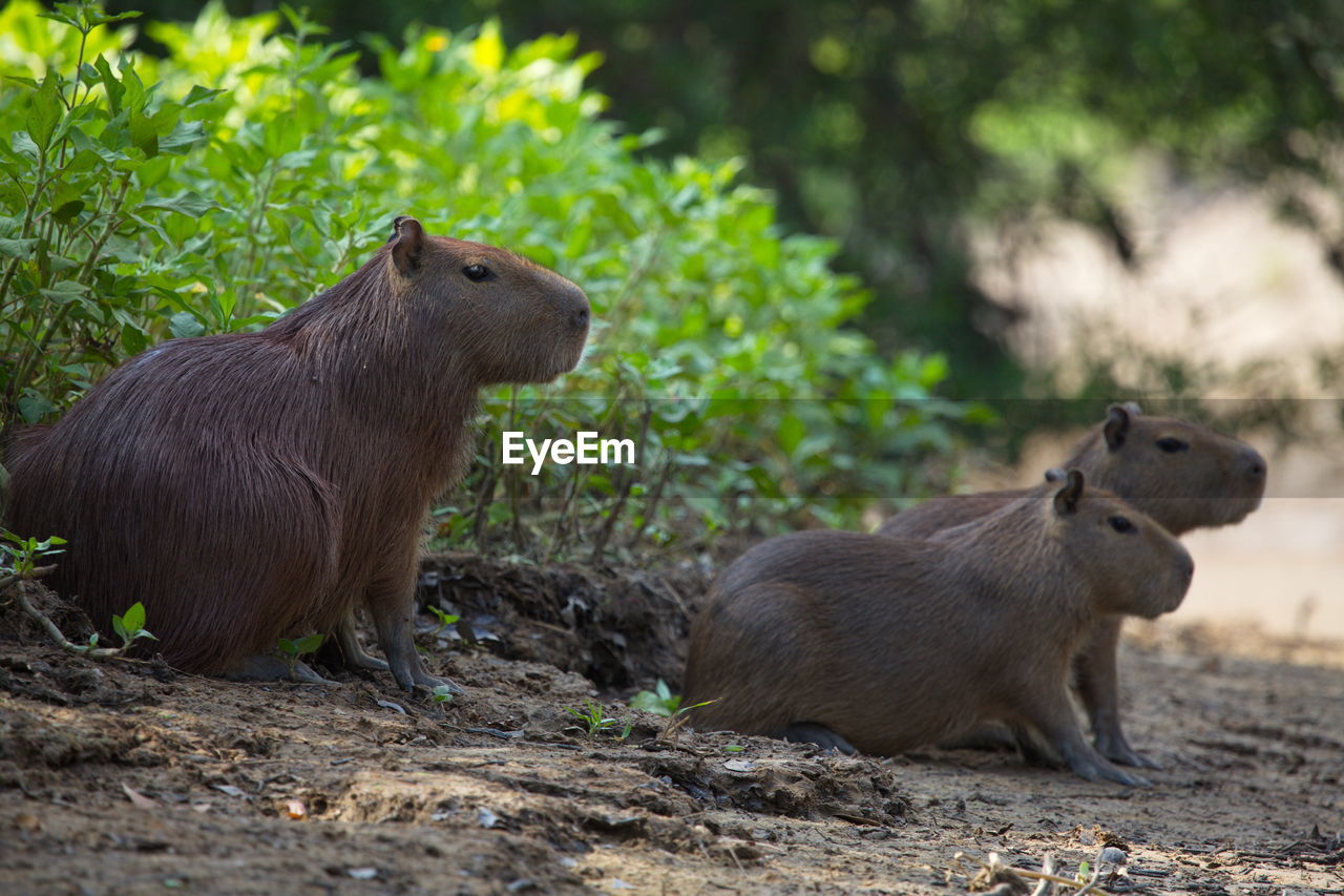 Closeup portrait of family of capybara hydrochoerus hydrochaeris sitting on riverbank, bolivia.