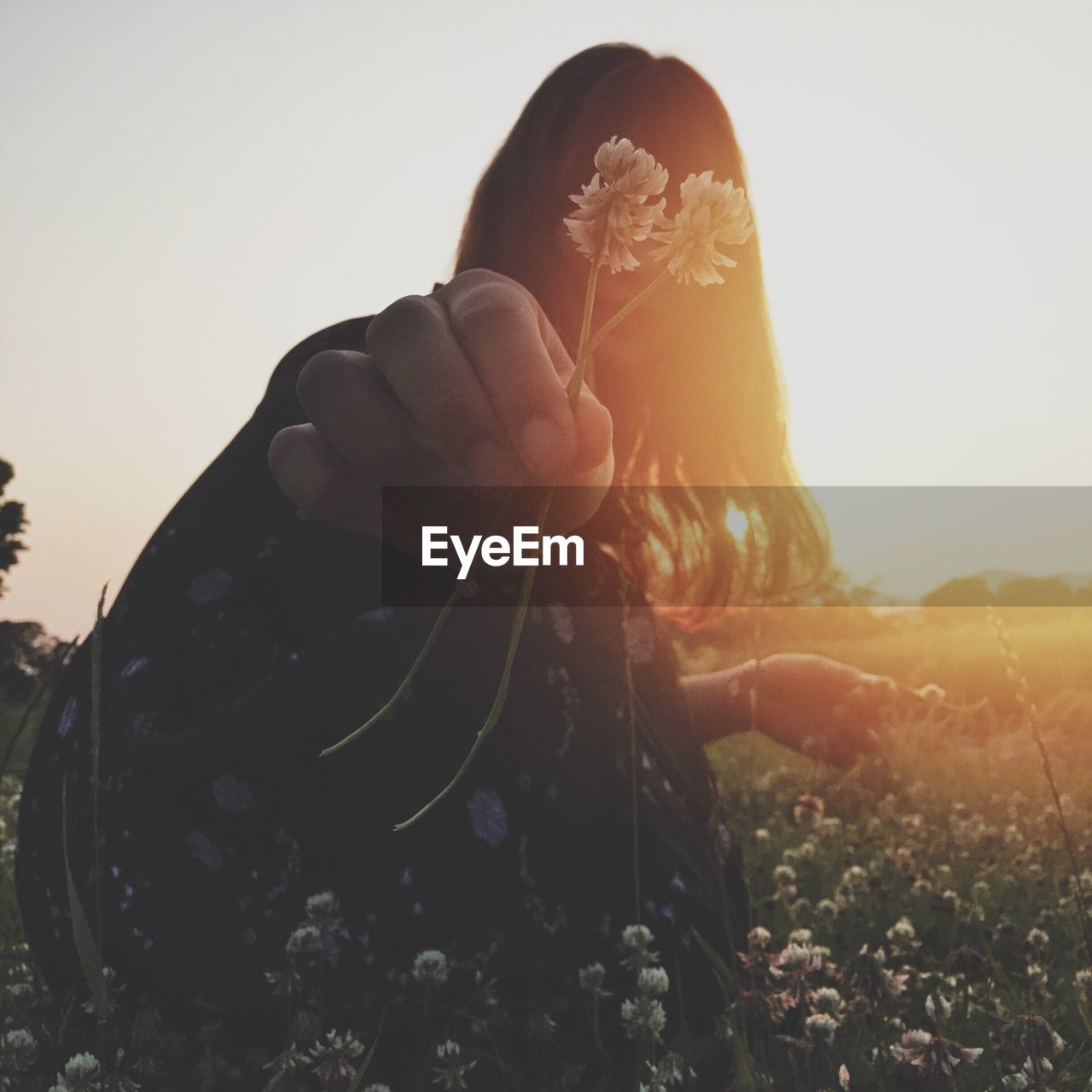 Close-up of young woman picking flowers during sunset