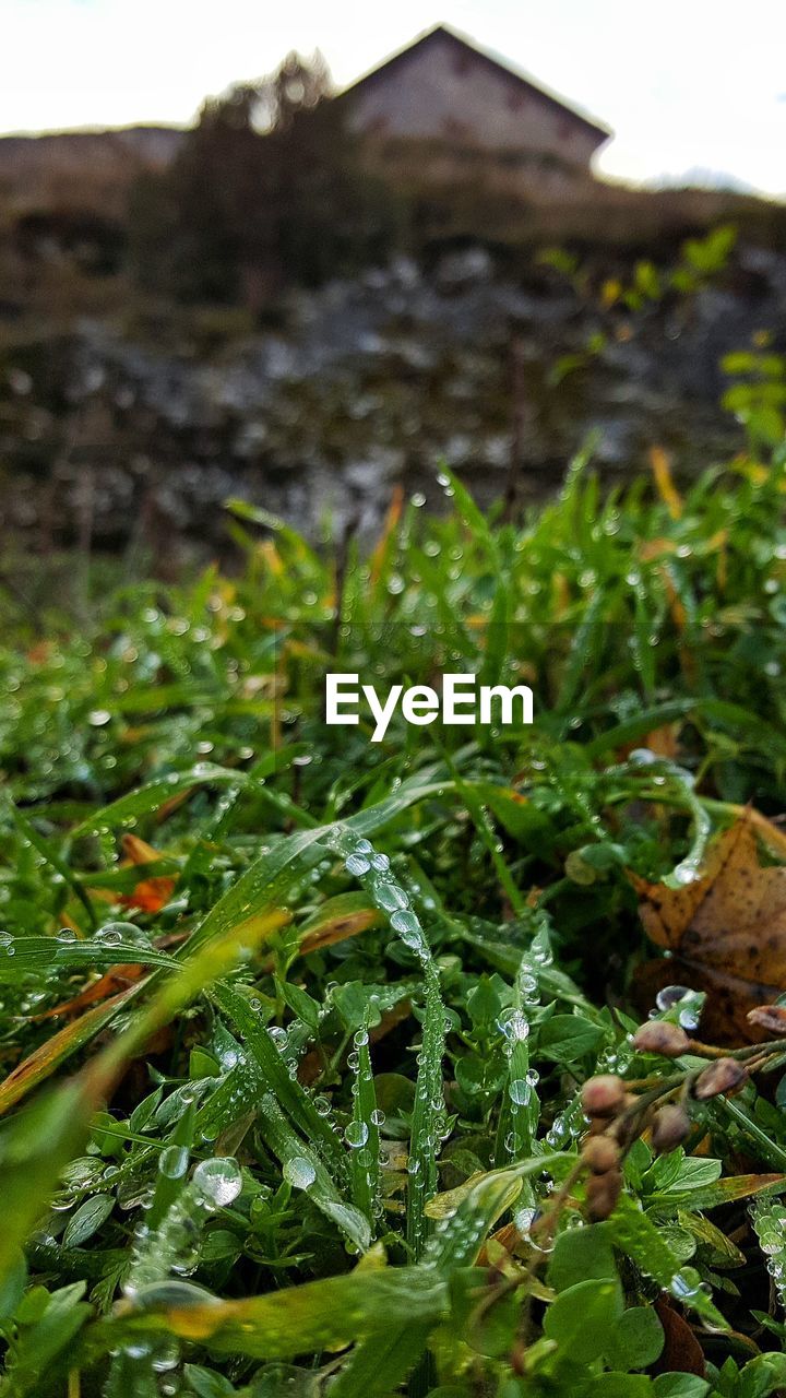 PLANTS GROWING ON HILL