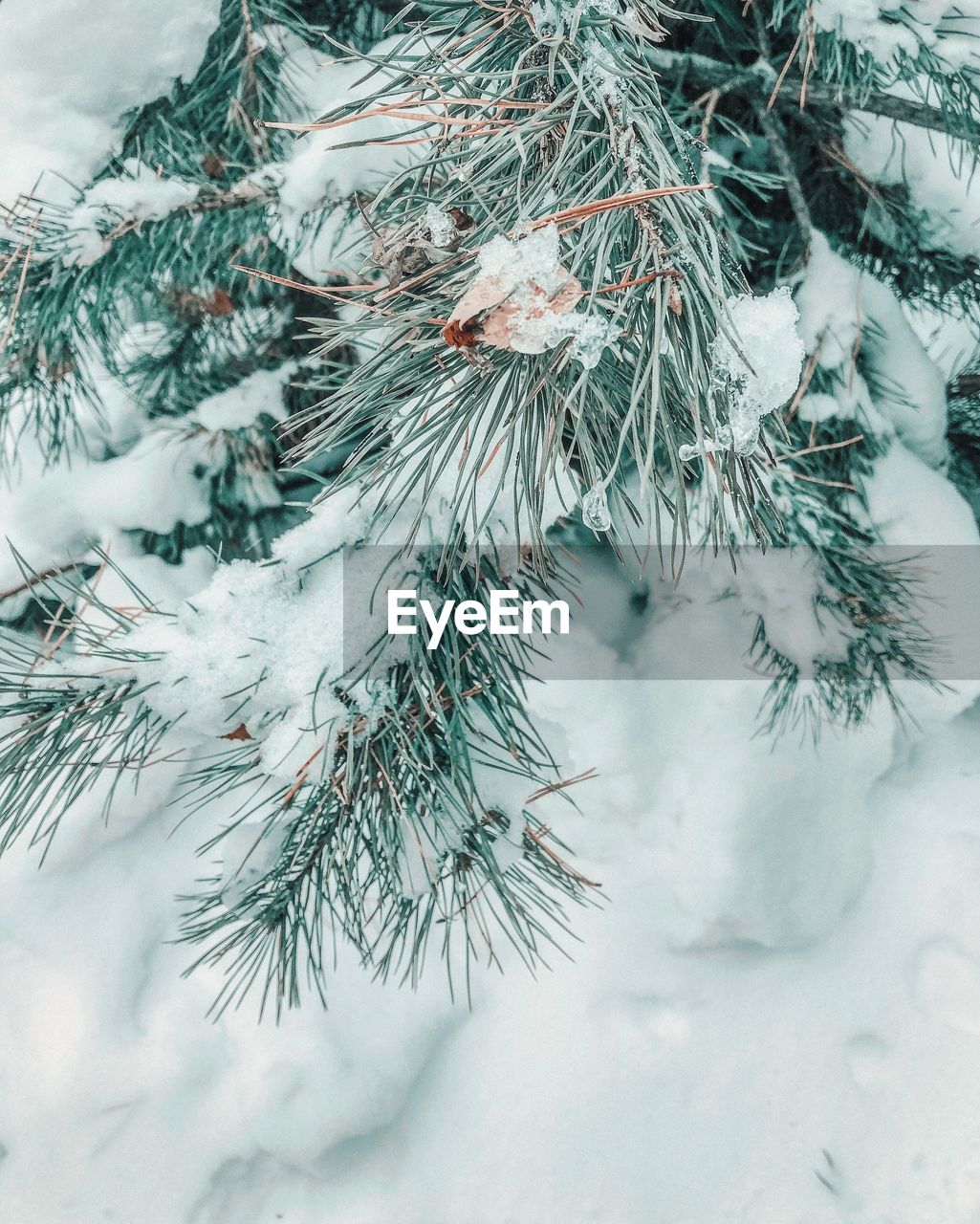 CLOSE-UP OF SNOW ON PINE TREE