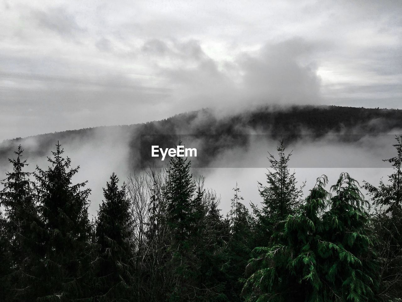 Scenic view of clouds in forest against sky