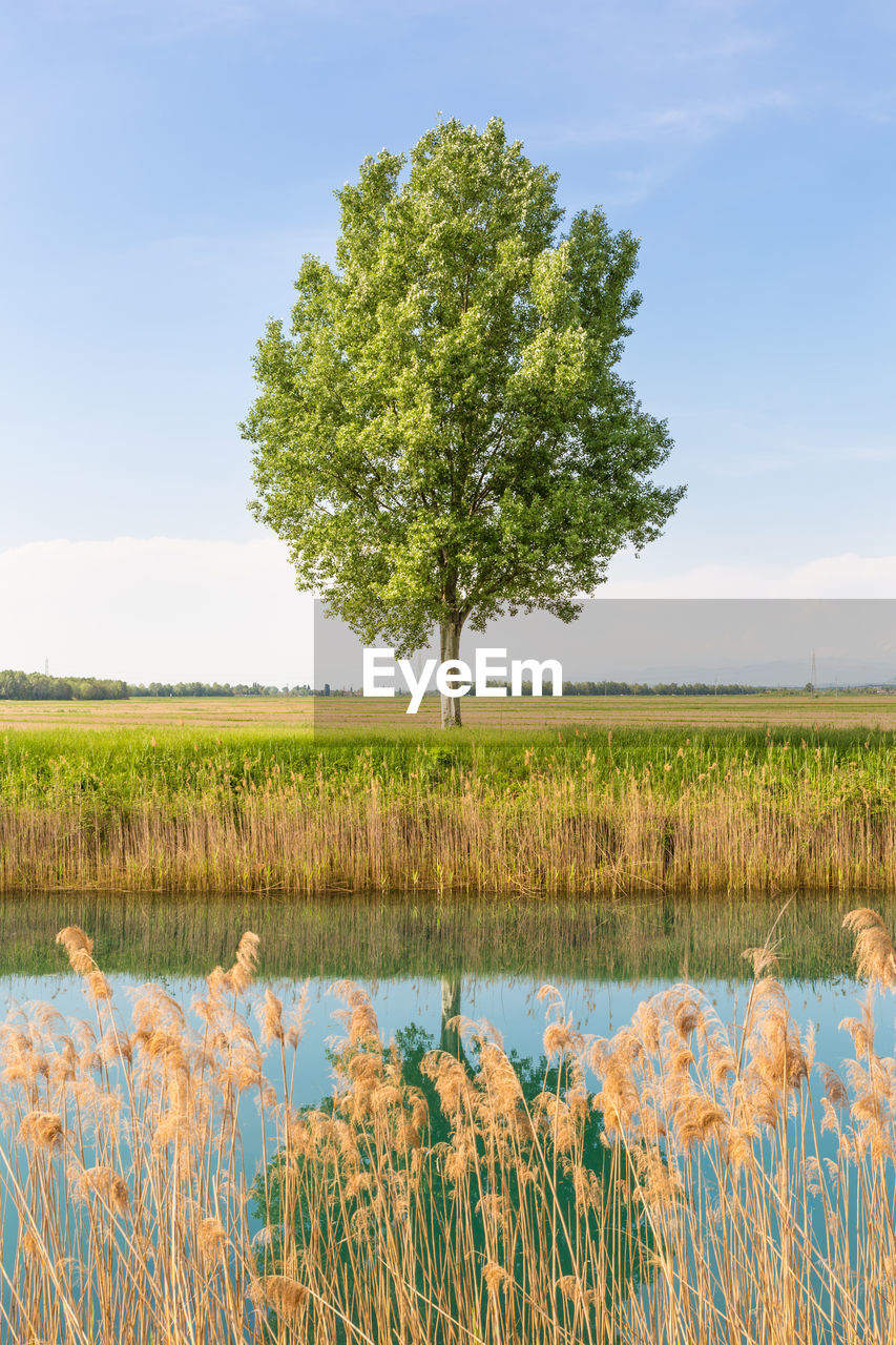 TREE ON FIELD AGAINST SKY