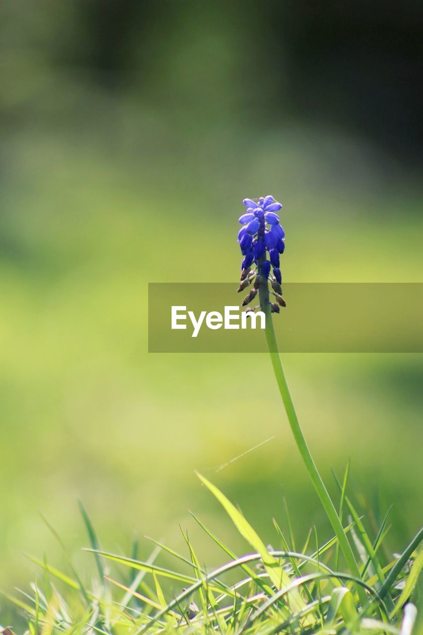 Close-up of purple flowering plant on field