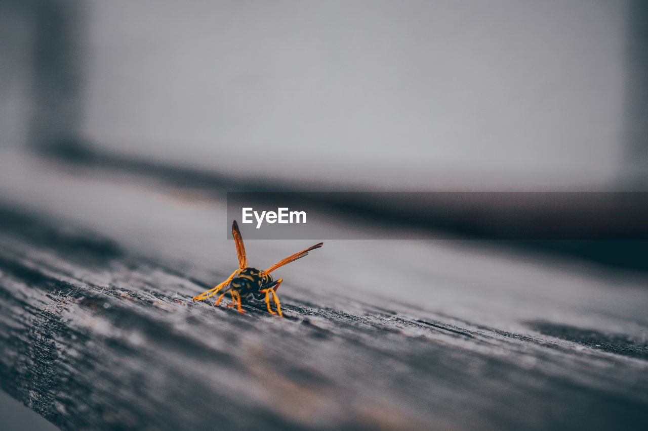 CLOSE-UP OF GRASSHOPPER ON WOOD