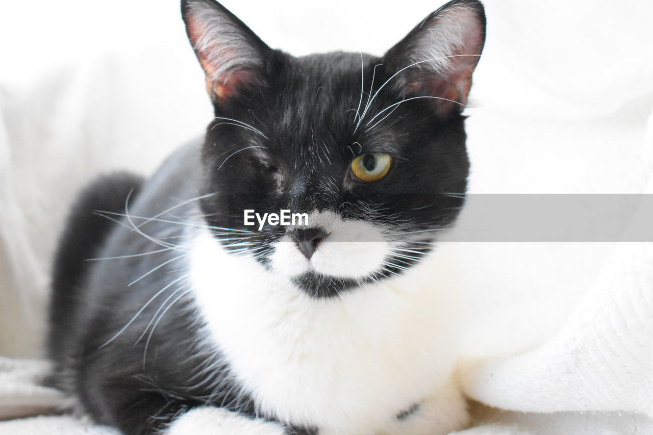 Close-up portrait of a cat