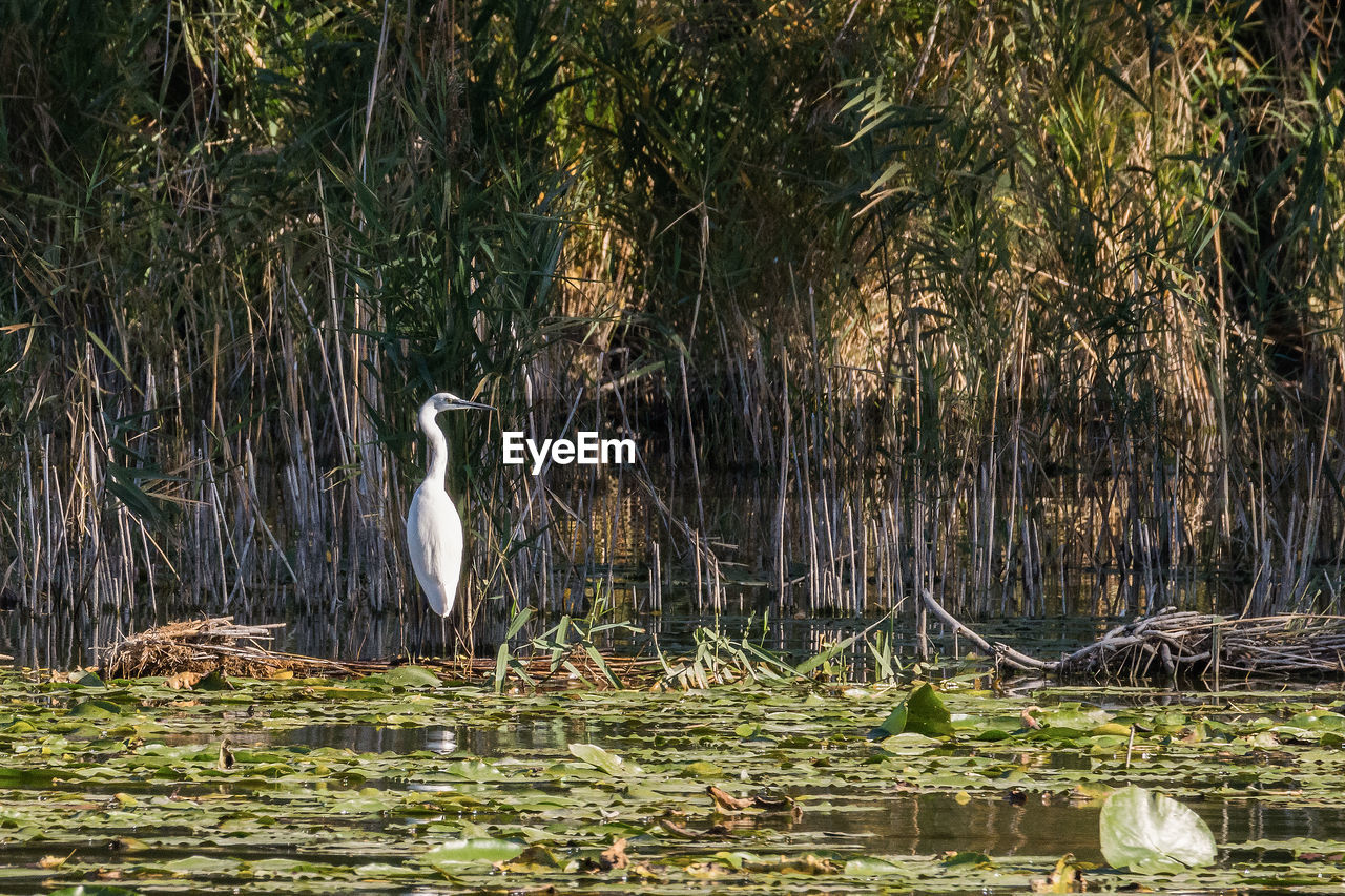 VIEW OF A BIRD IN WATER