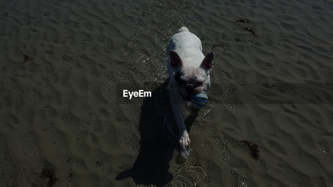 HIGH ANGLE VIEW OF DOG ON SAND