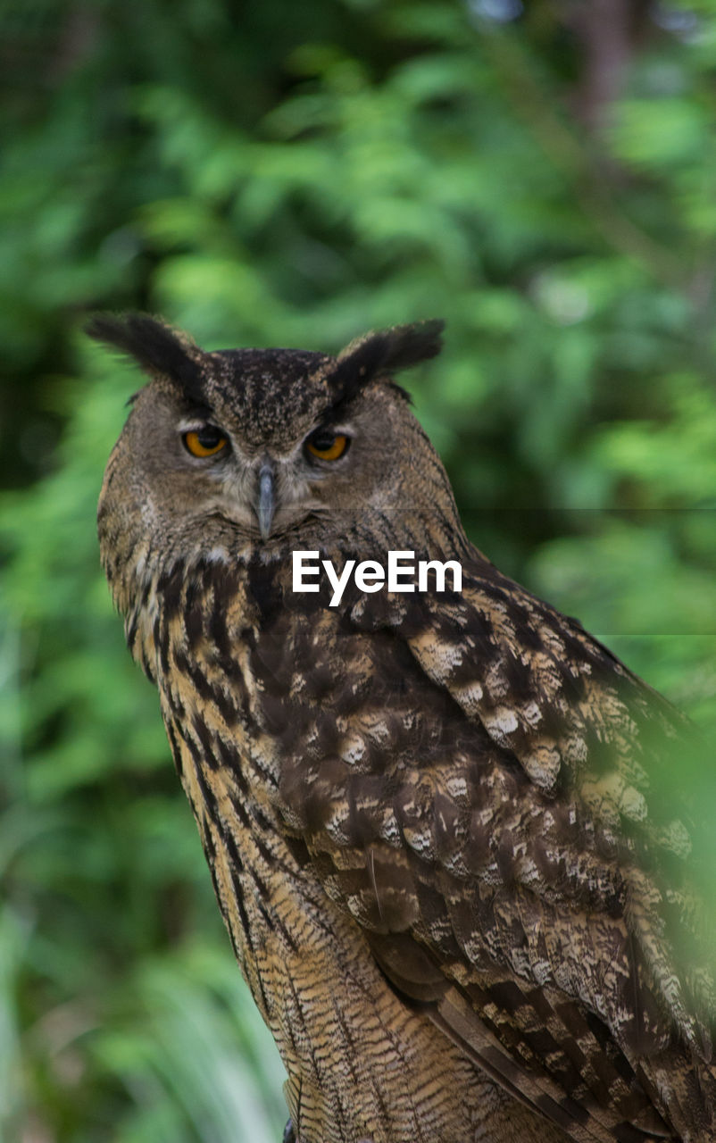 Close-up portrait of owl against tree, i see you 