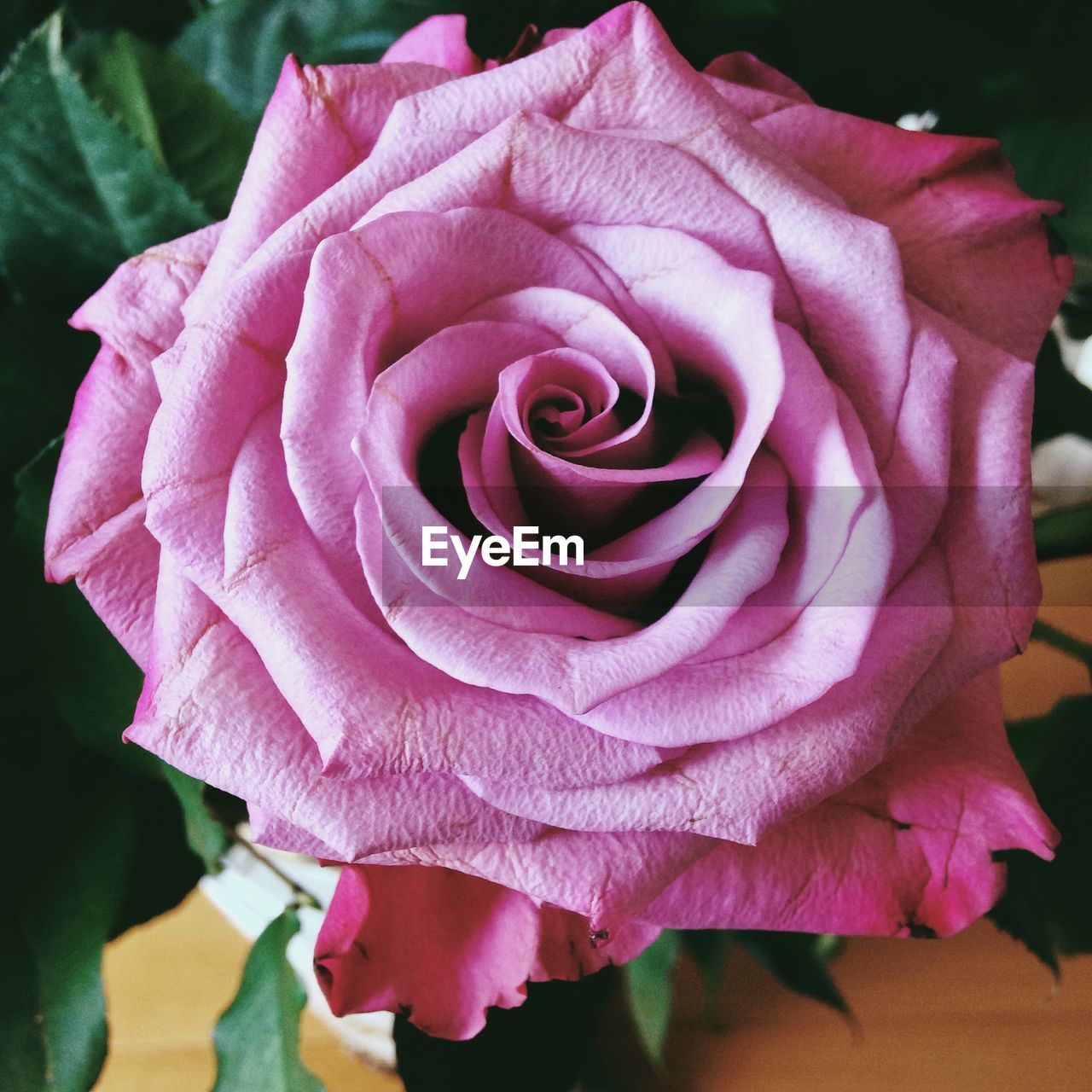 CLOSE-UP OF PINK ROSES