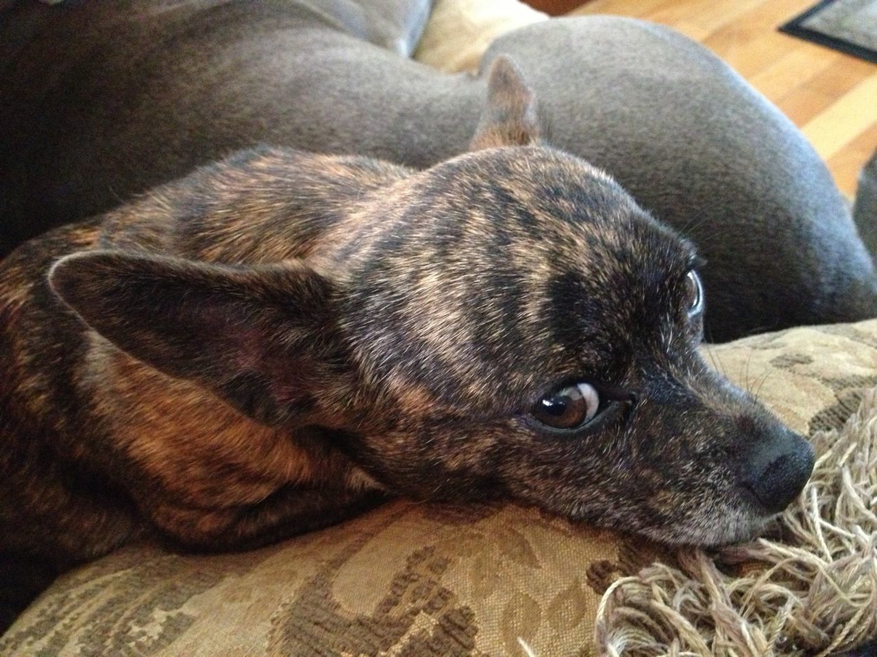 Close-up view of dog resting on couch