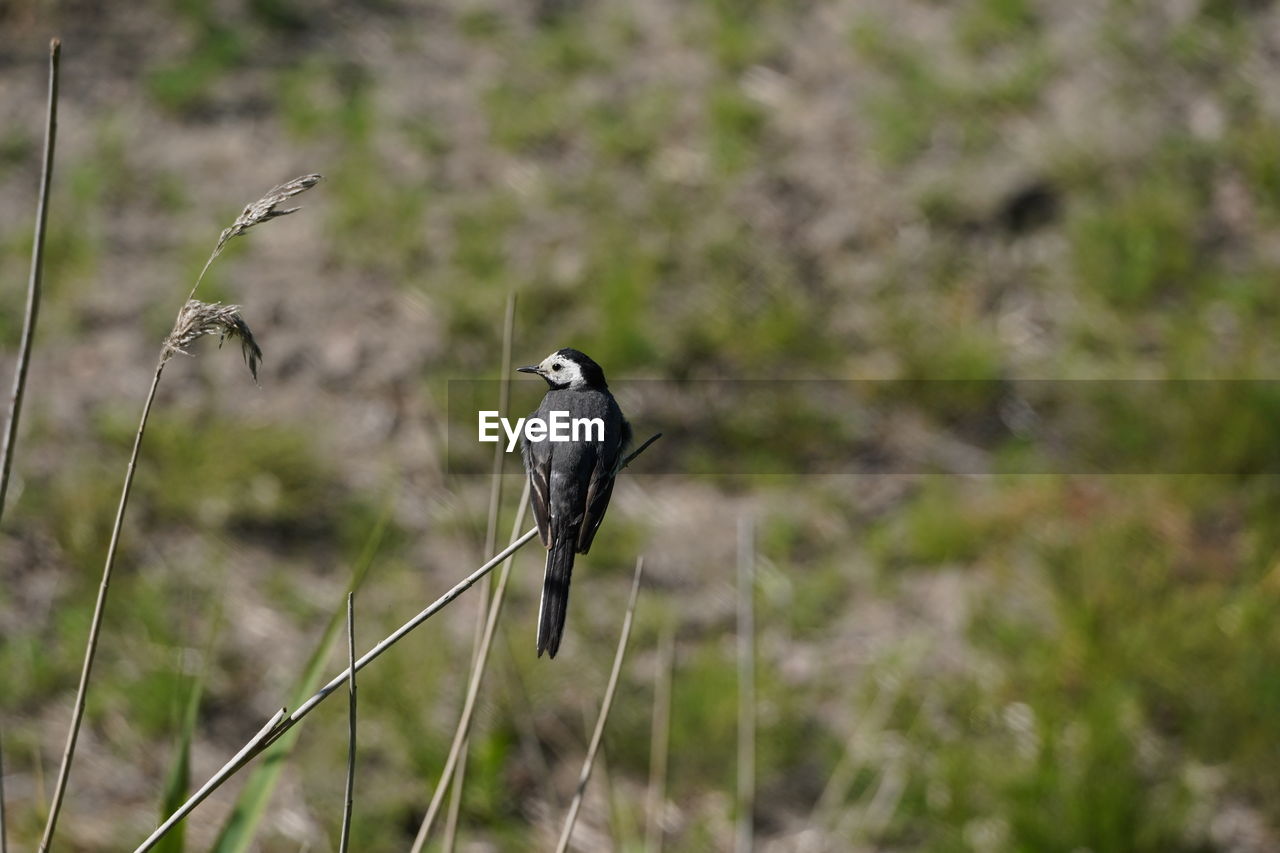 BIRD PERCHING ON A OF A BLURRED MOTION OF A MAN