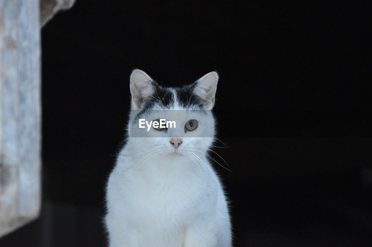 pet, cat, animal themes, animal, mammal, domestic animals, domestic cat, one animal, feline, whiskers, white, portrait, felidae, small to medium-sized cats, looking at camera, no people, animal body part, black background, indoors, carnivore, looking, eye, cute, close-up, animal hair, focus on foreground, animal eye