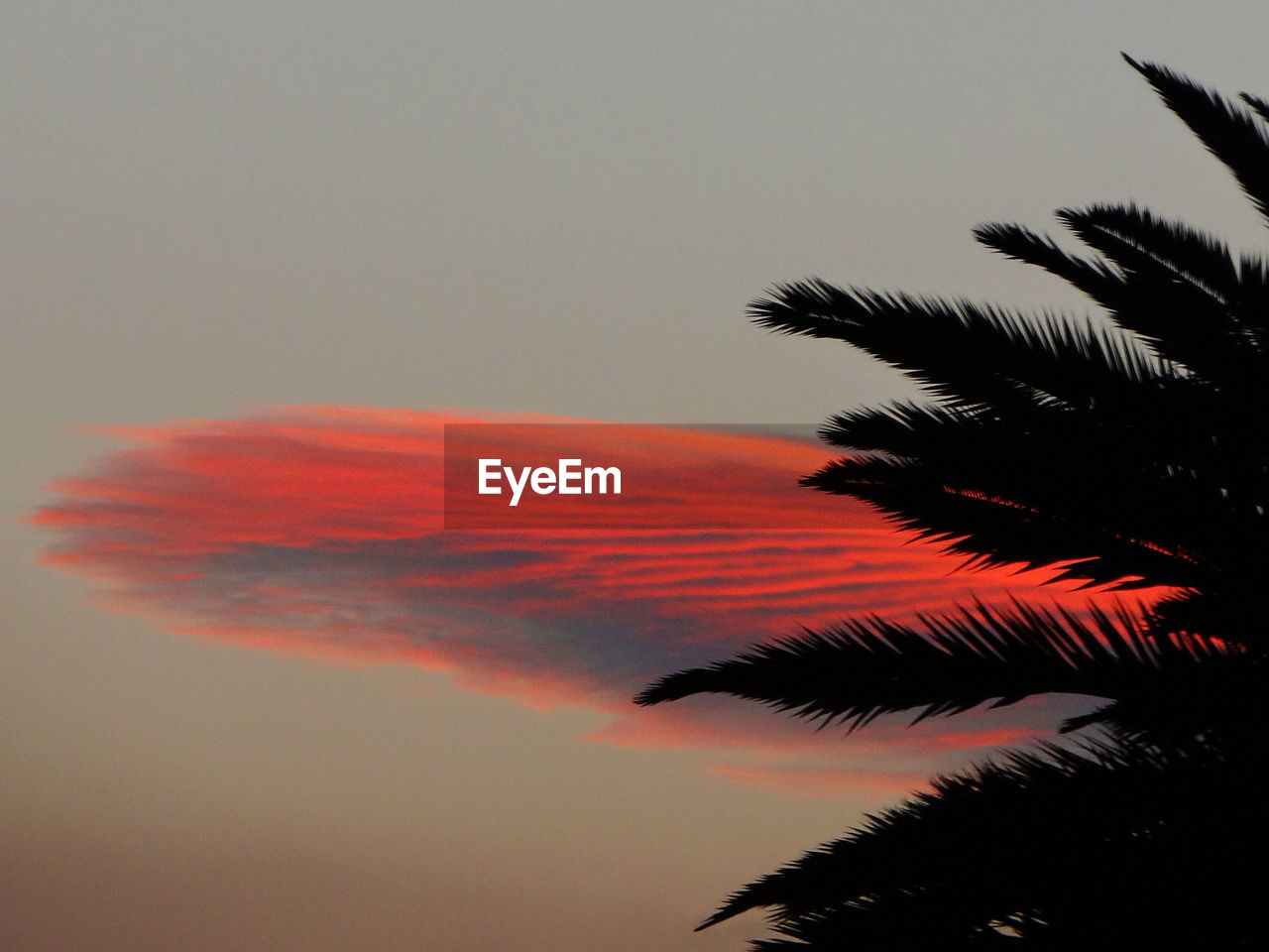 Low angle view of silhouette palm trees against sky at sunset