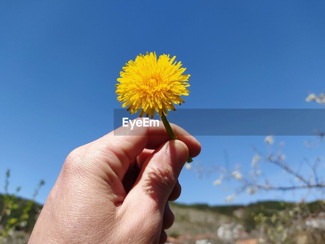 Dandelion in hand and sky backround
