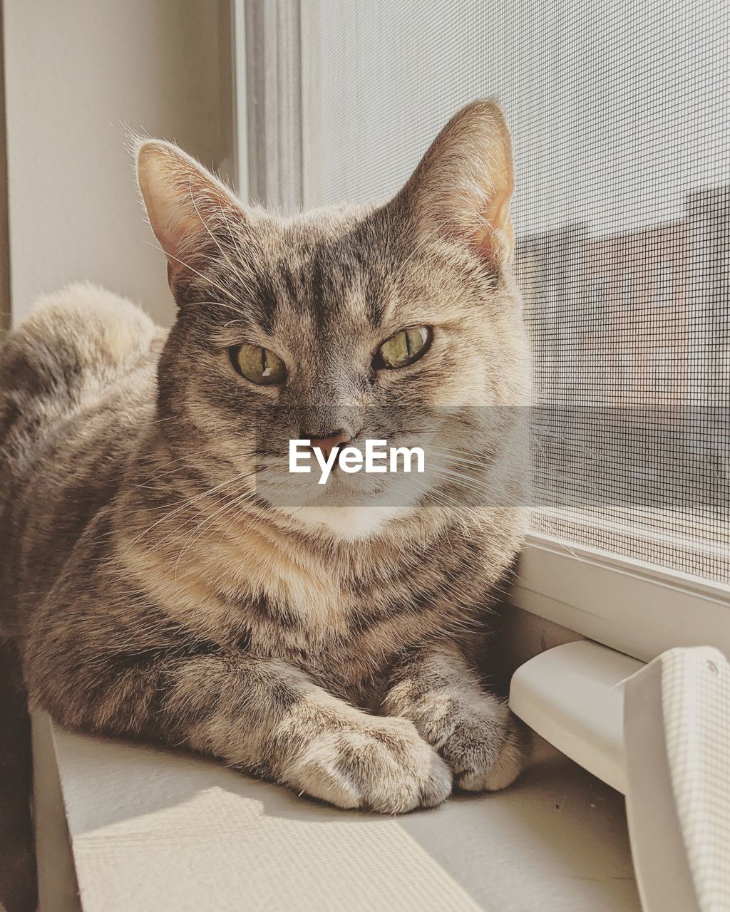 PORTRAIT OF CAT SITTING AGAINST WINDOW