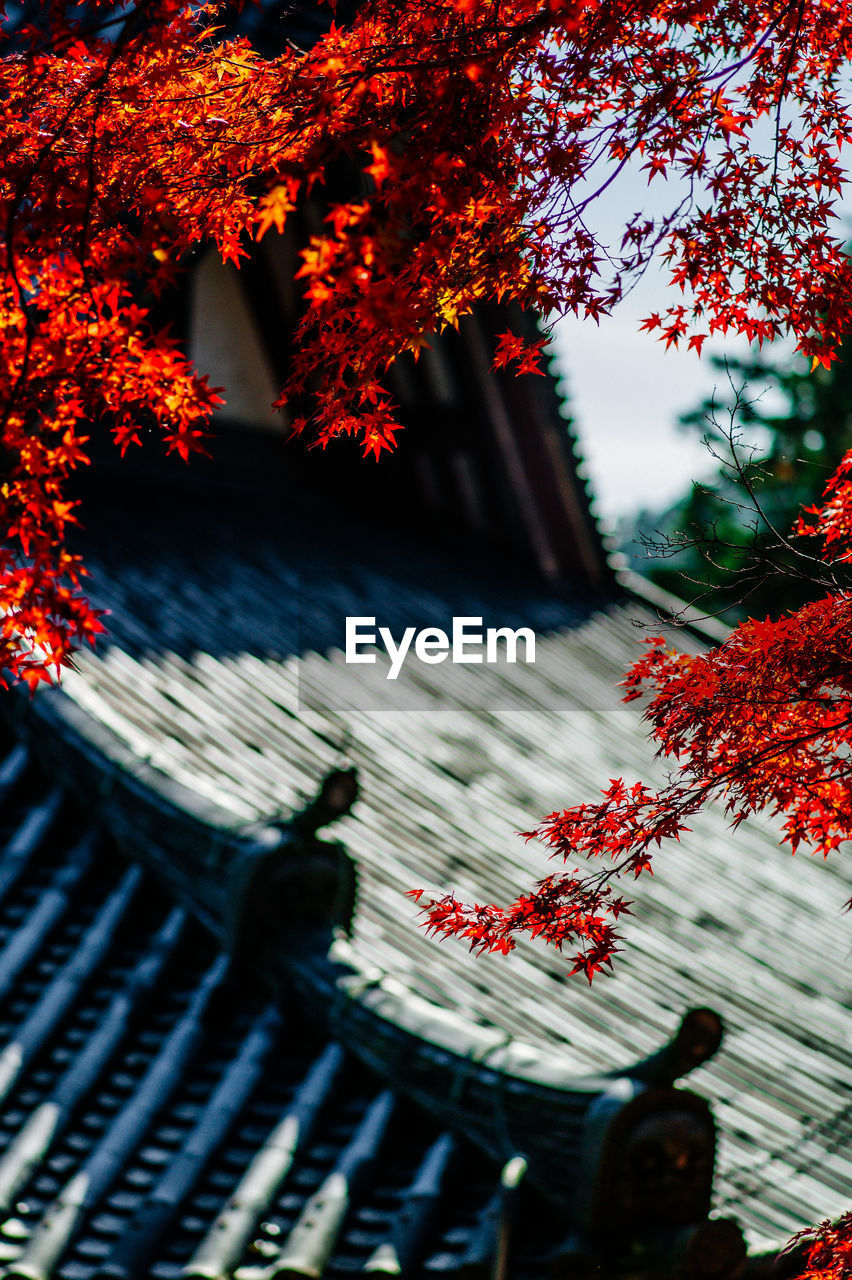 Japanese maple tree by temple roof