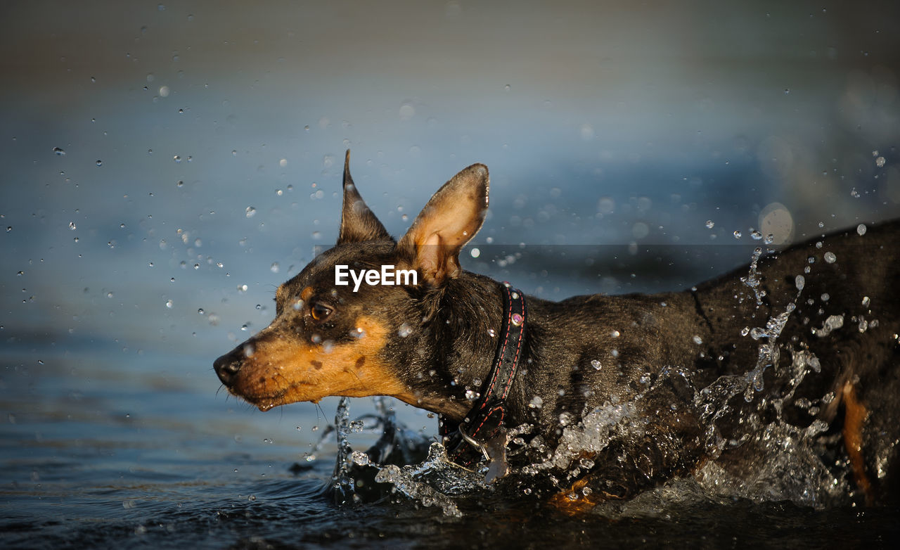 Close-up of dog wading in sea