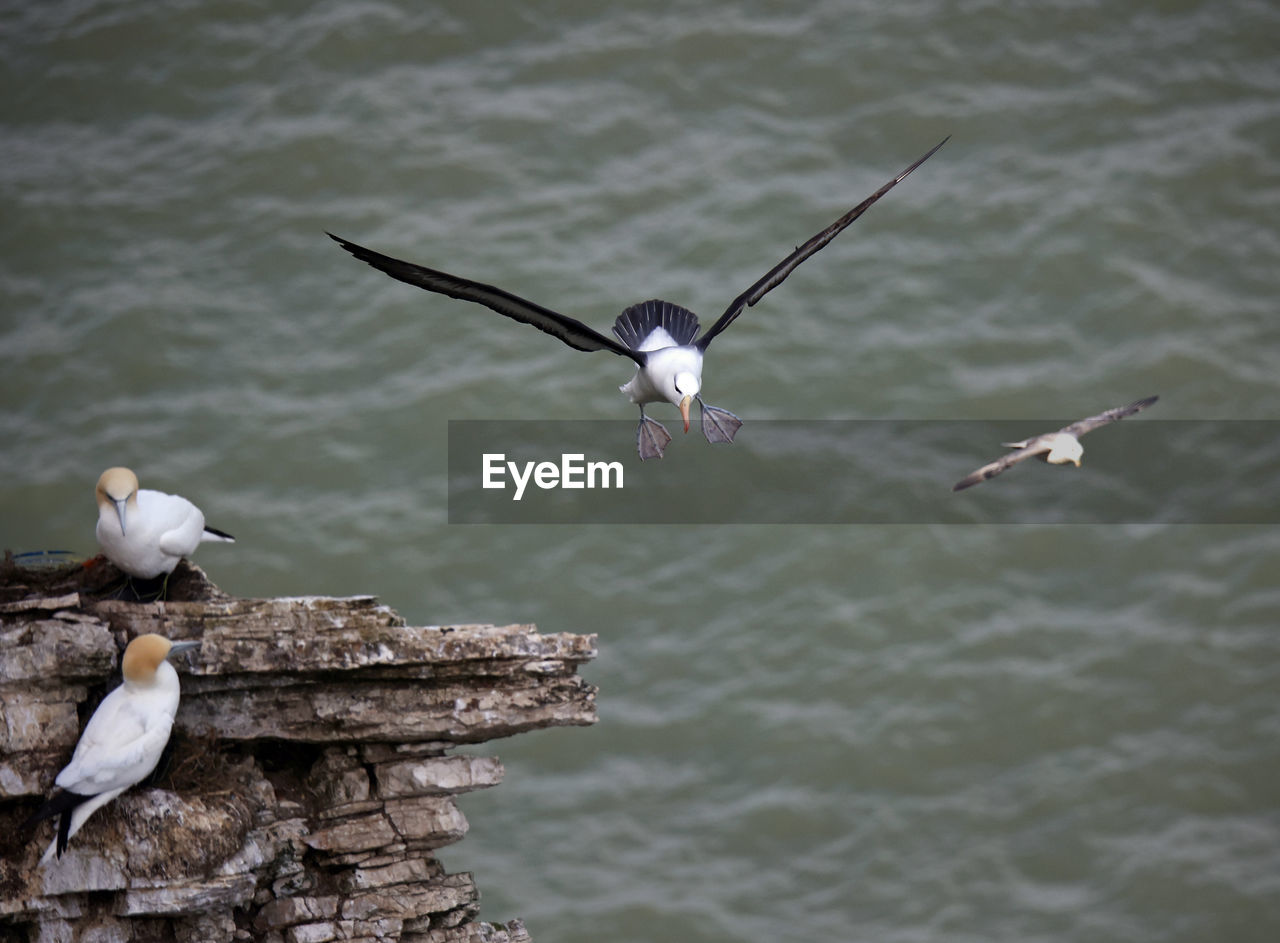 Black browed albatross gliding over the cliff tops