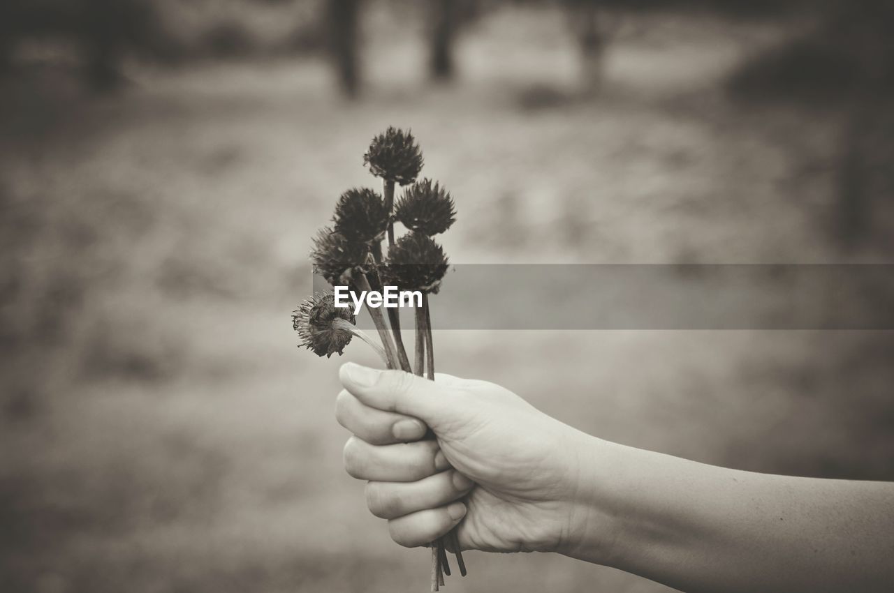 Cropped hand of woman holding wilted flowers