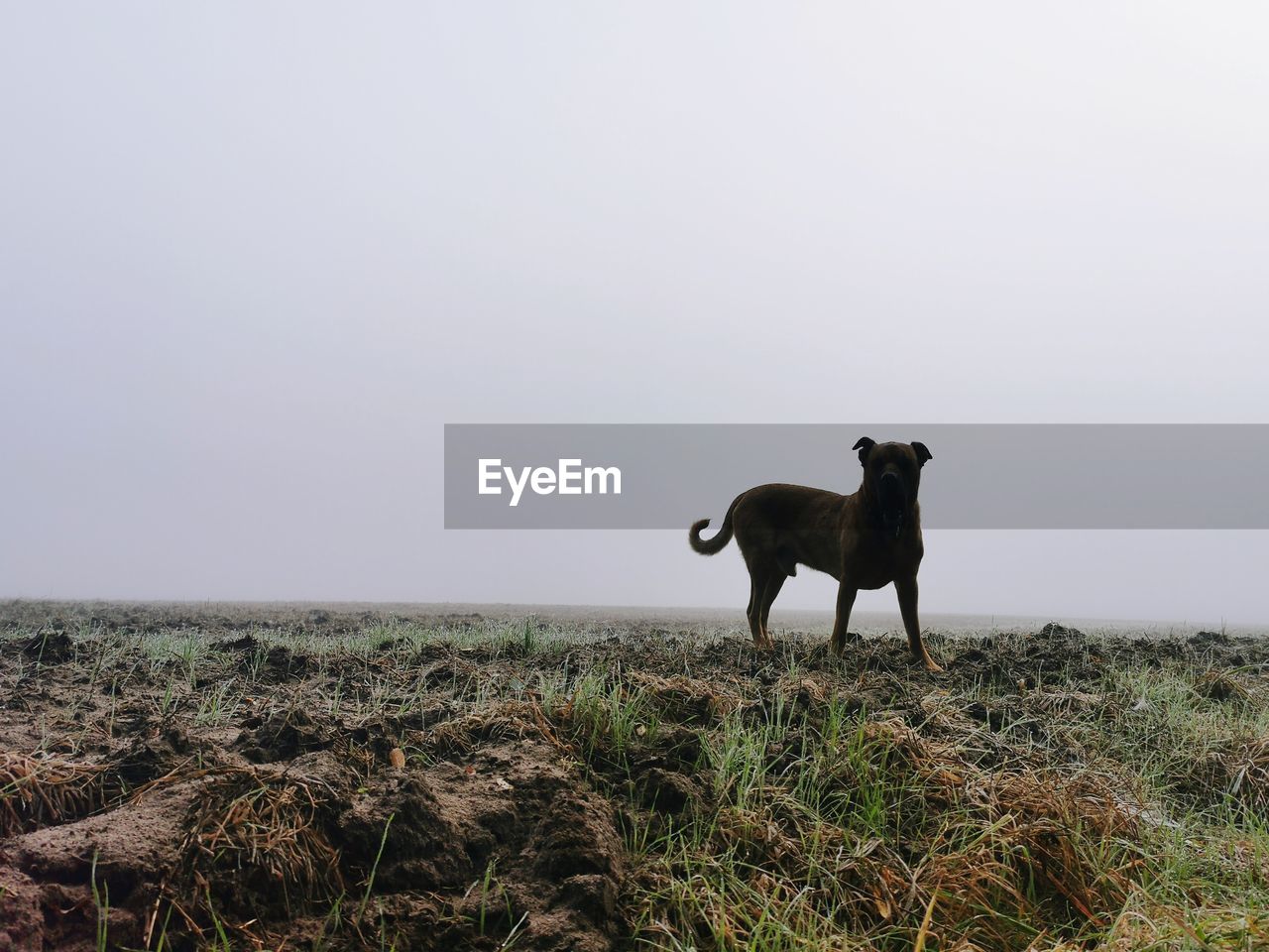 HORSE STANDING ON FIELD