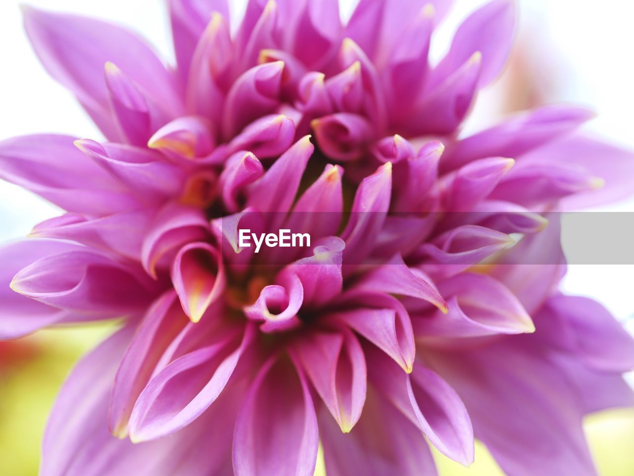 CLOSE-UP OF PINK DAHLIA FLOWER