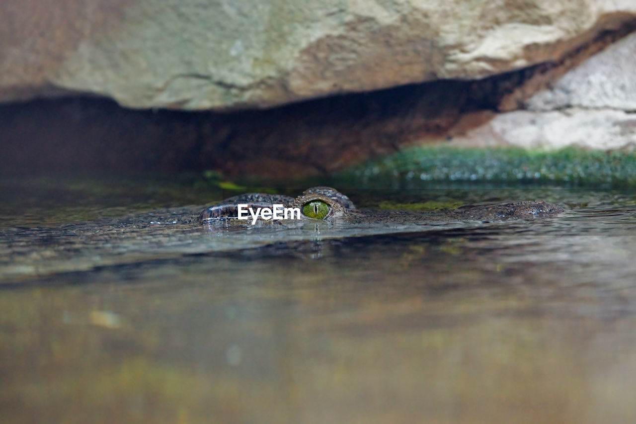 CLOSE-UP OF FROG ON WOOD IN WATER