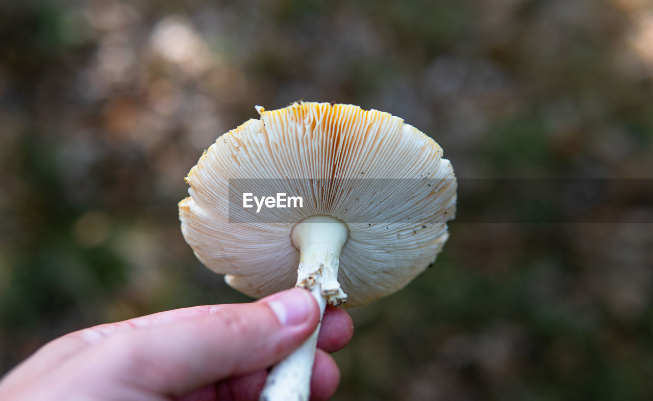 CLOSE-UP OF A HAND HOLDING MUSHROOM