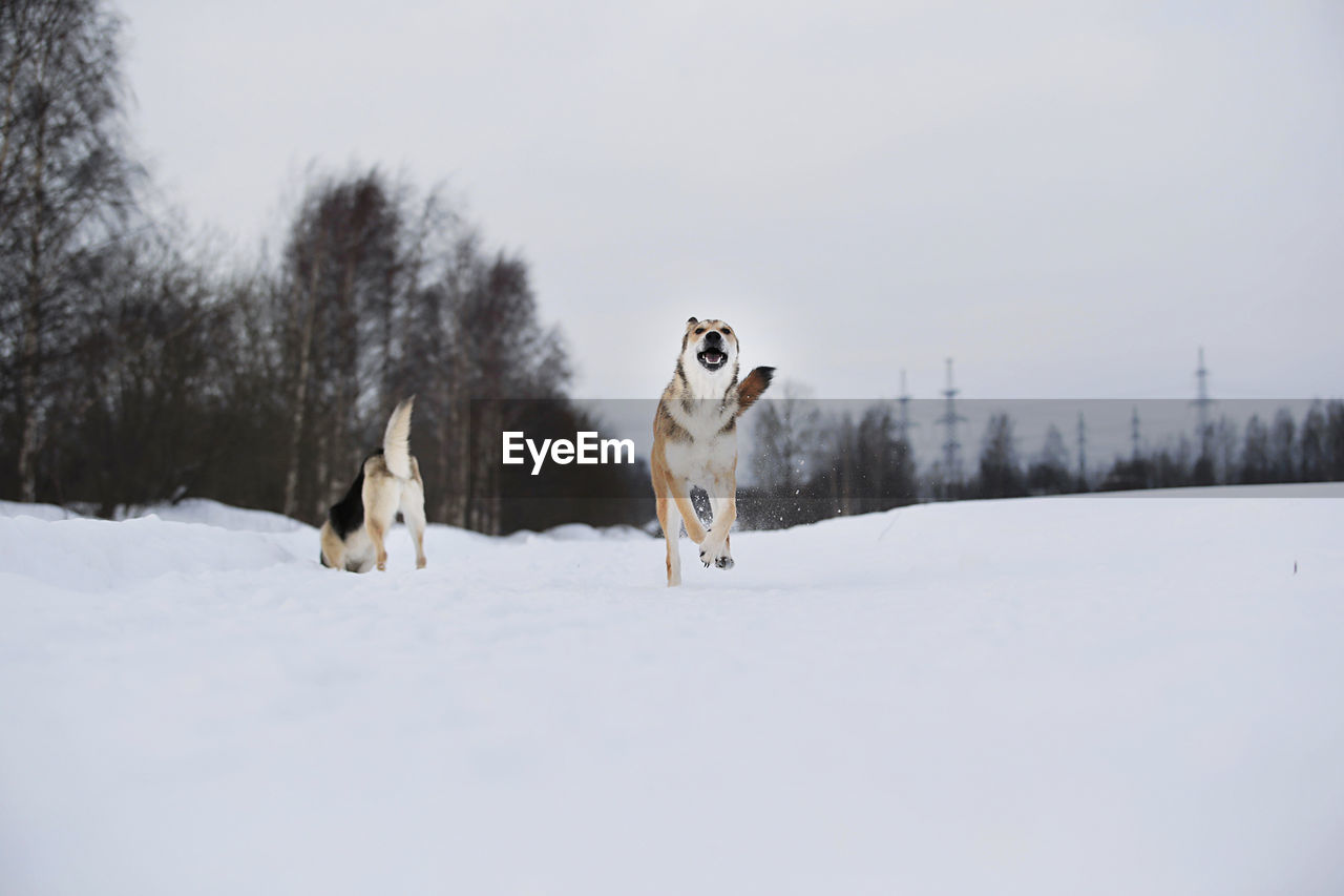 DOGS ON SNOW COVERED LAND