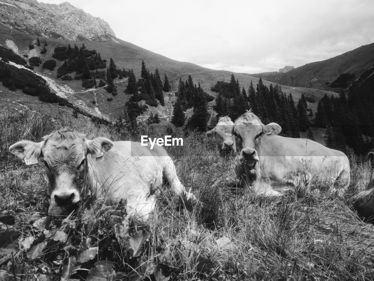 COWS GRAZING IN FIELD