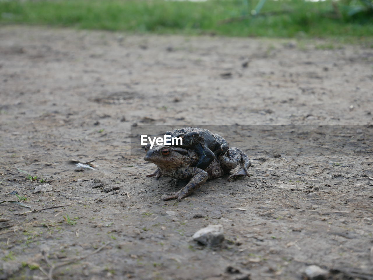 LIZARD IN A FIELD