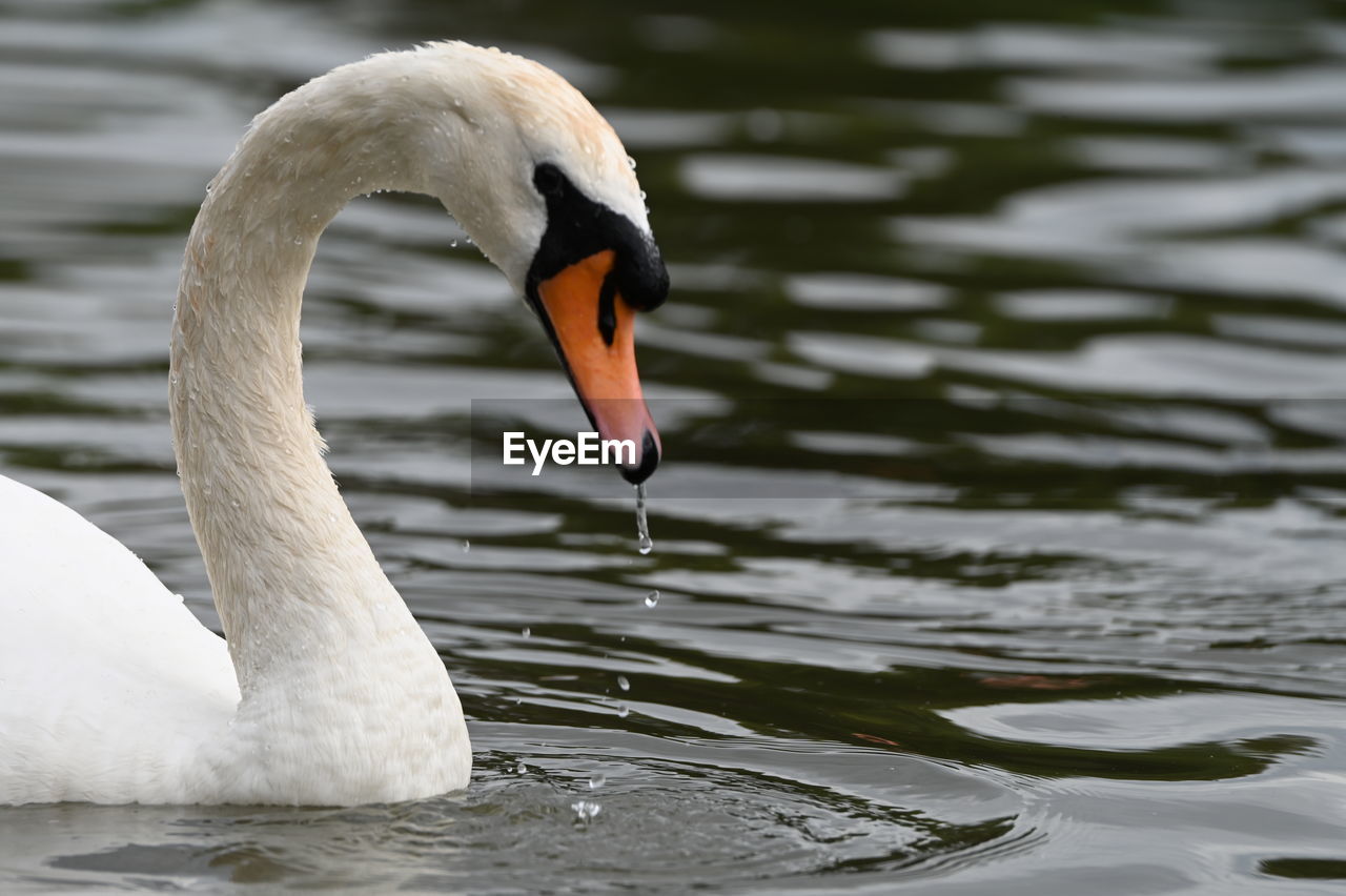 close-up of swan swimming on lake