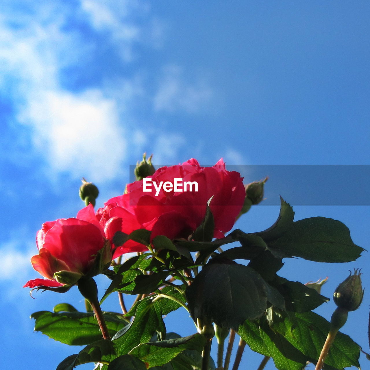 Low angle view of red rose blooming against sky