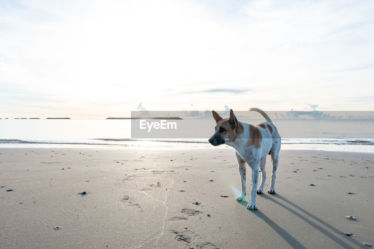 DOG STANDING ON BEACH AGAINST THE SEA
