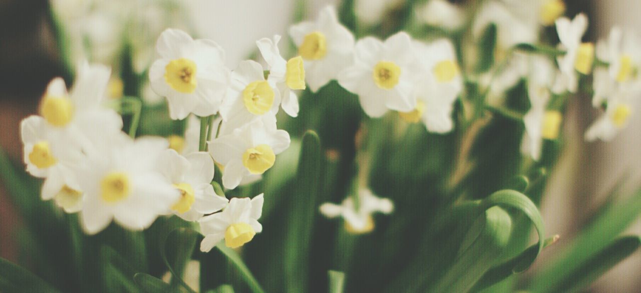 CLOSE-UP OF WHITE FLOWERS BLOOMING OUTDOORS