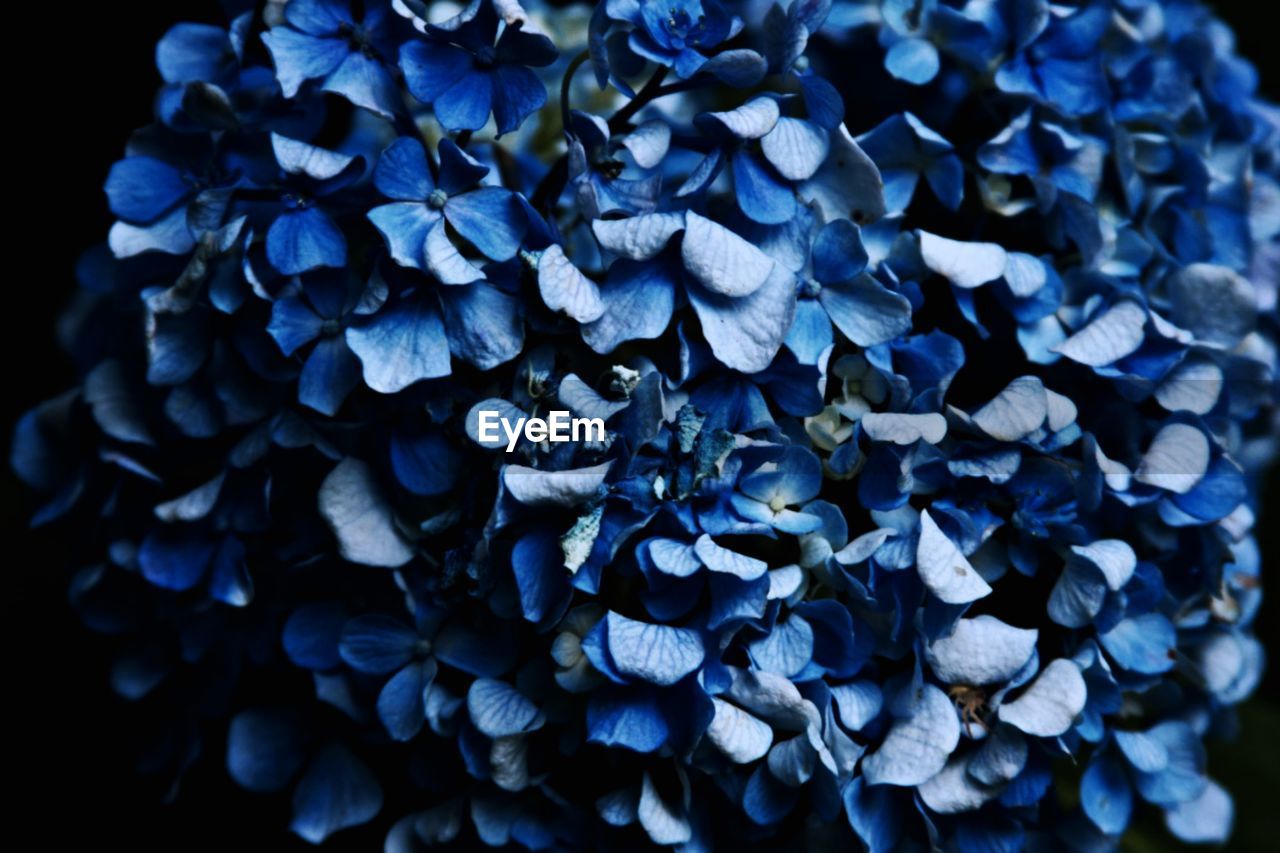 CLOSE-UP OF BLUE HYDRANGEAS