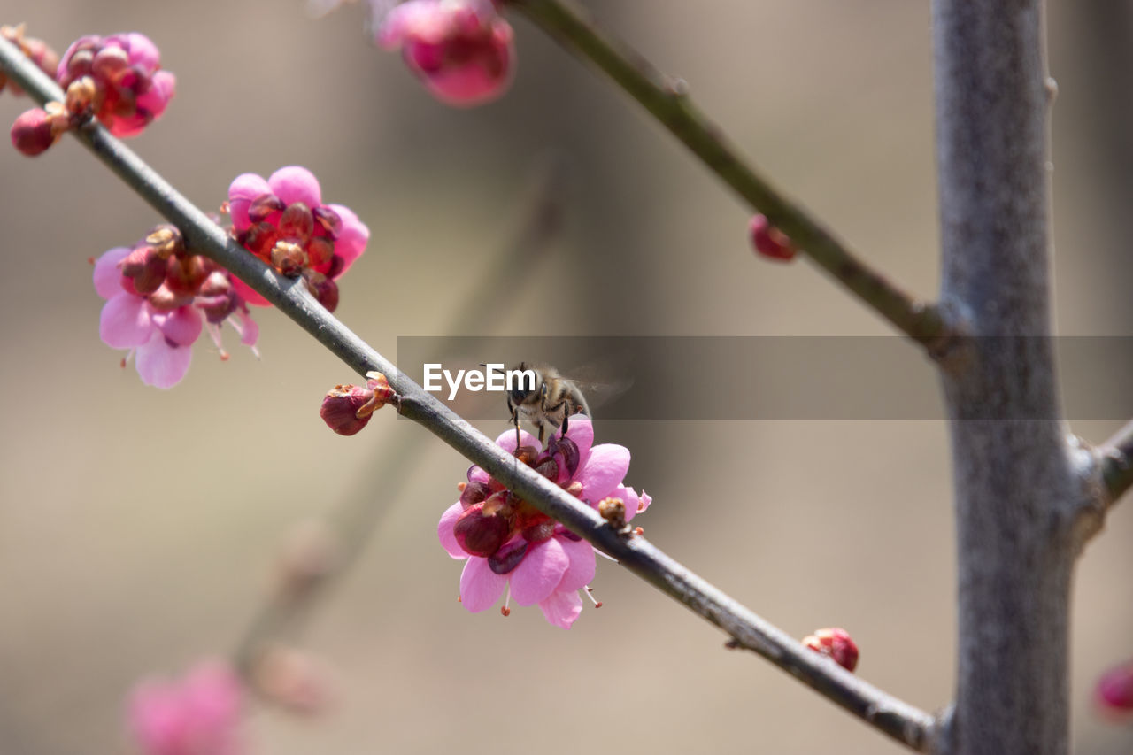 plant, flower, tree, flowering plant, freshness, beauty in nature, pink, branch, growth, fragility, nature, spring, blossom, springtime, macro photography, close-up, focus on foreground, twig, produce, no people, fruit, food, food and drink, petal, outdoors, plum blossom, flower head, day, selective focus, bud, cherry, inflorescence, plant stem, cherry tree