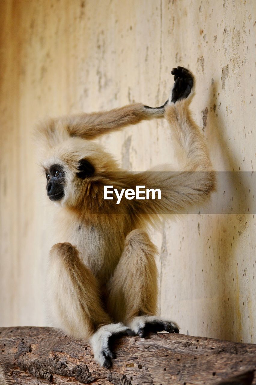 Monkey sitting on tree trunk in zoo