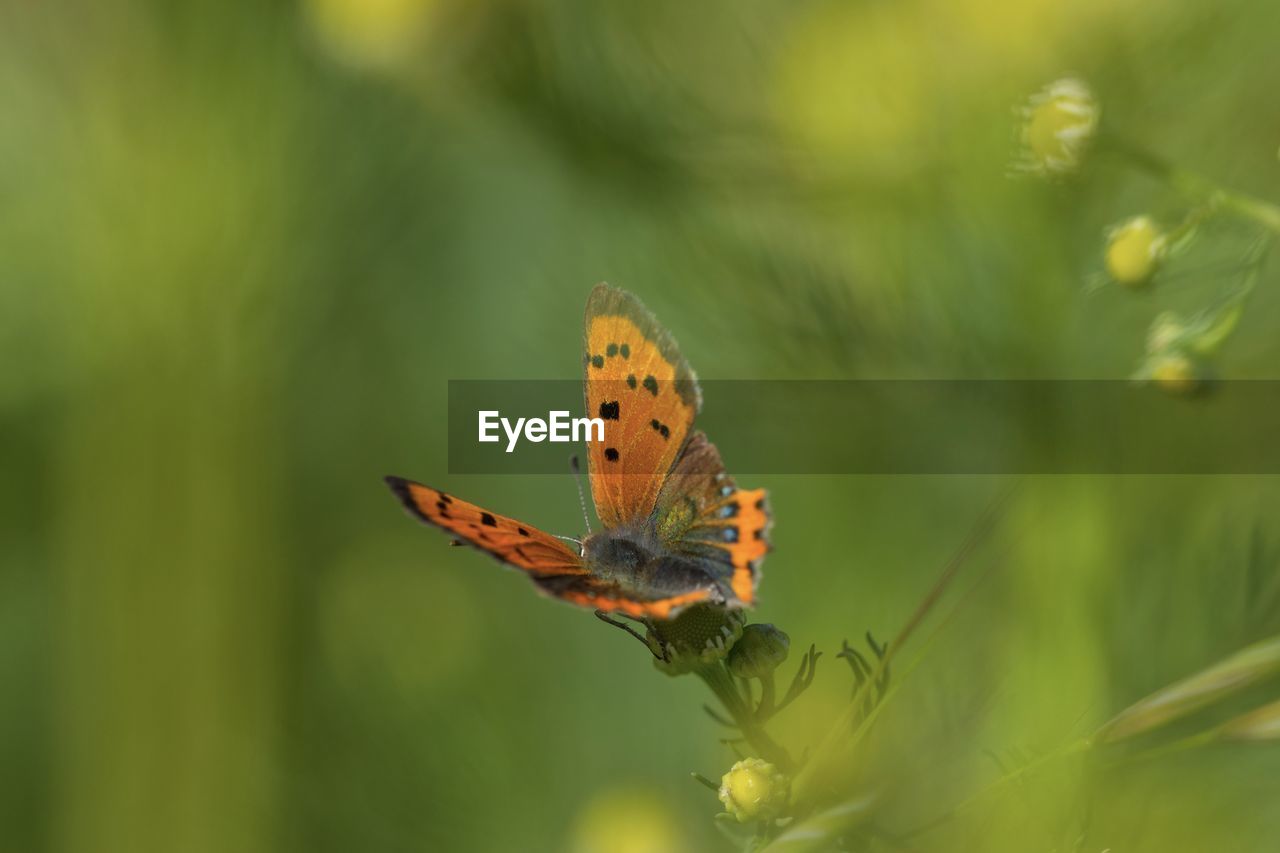 Close-up of butterfly on leaf