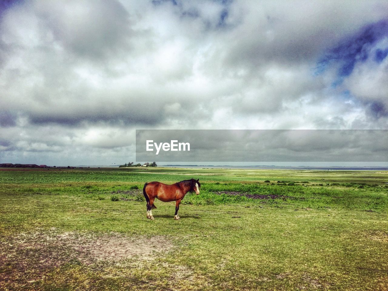 HORSE GRAZING ON FIELD