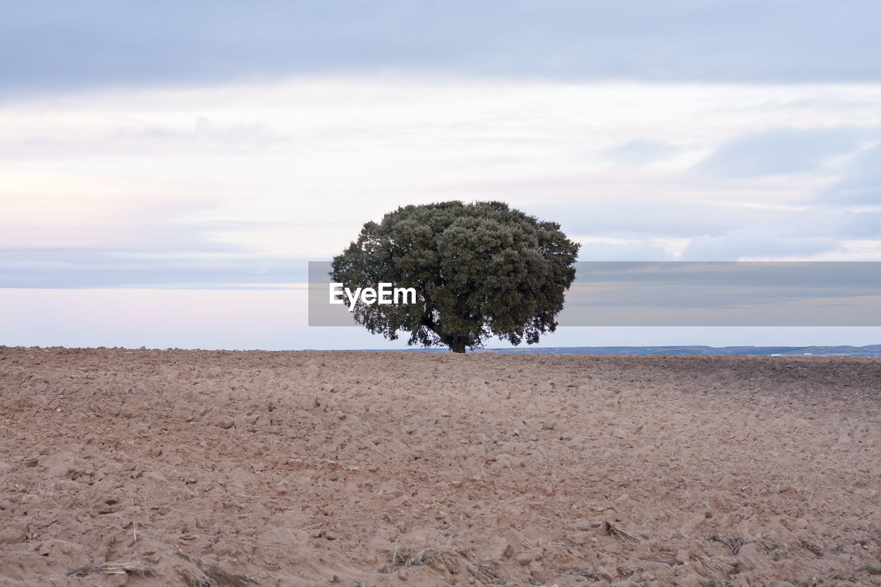 Tree at beach against cloudy sky during sunset