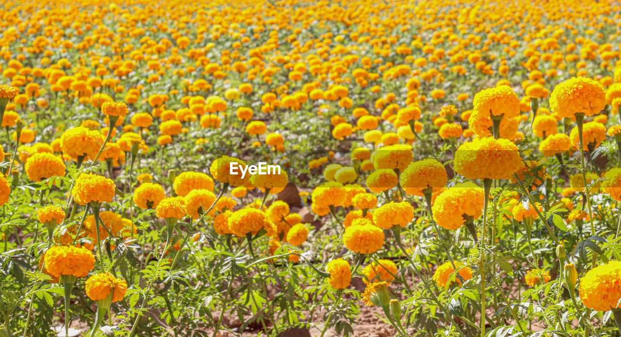 YELLOW FLOWERING PLANTS ON FIELD