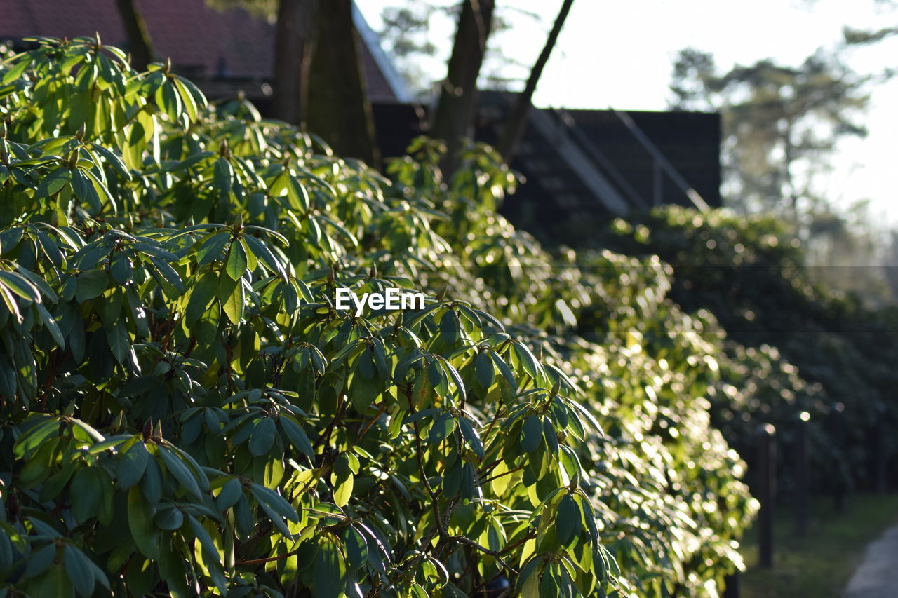 Close-up of fresh green plants