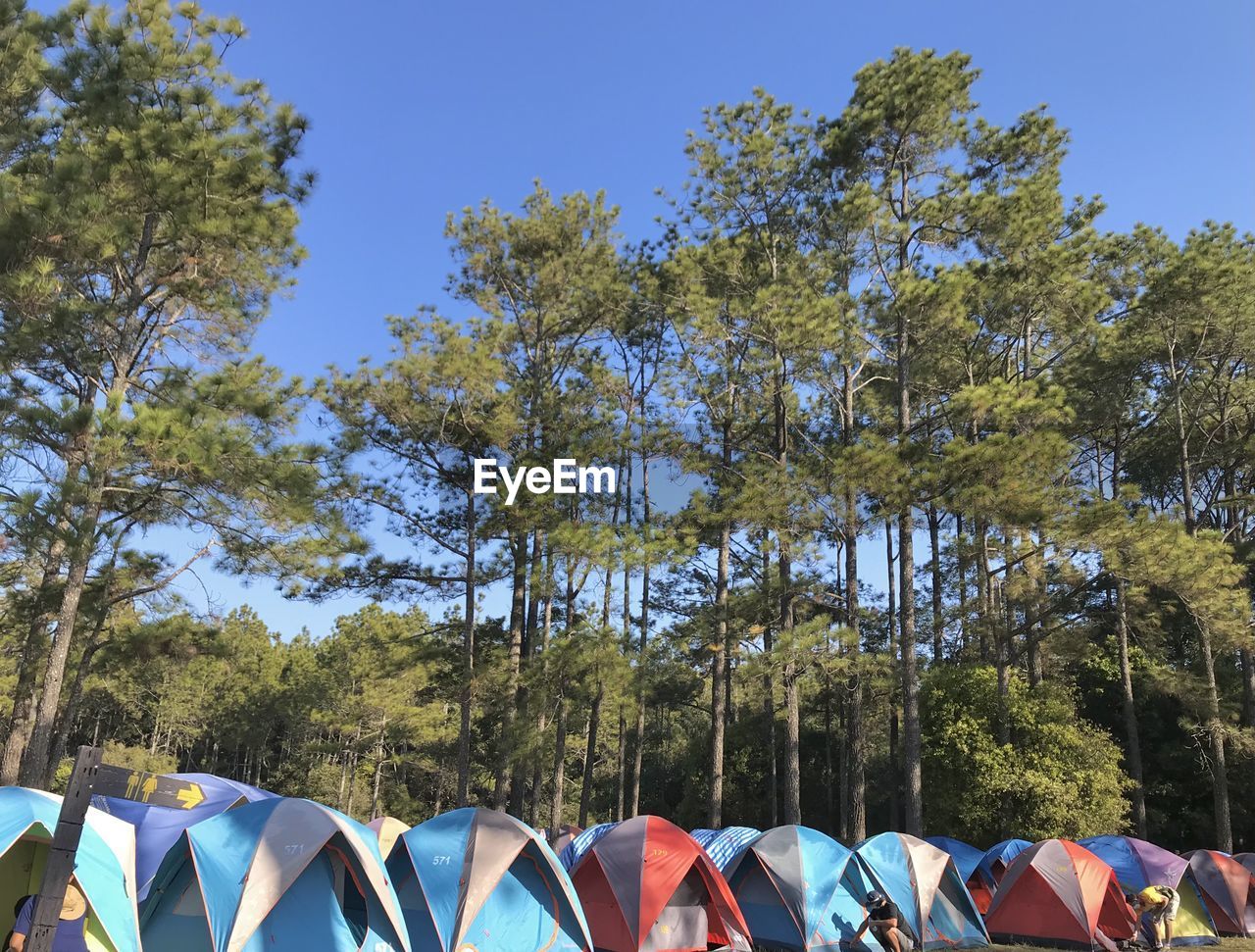 tree, plant, nature, tent, sky, multi colored, day, no people, camping, blue, land, forest, outdoors, sunlight, in a row, clear sky, pine tree, beauty in nature, sunny, growth