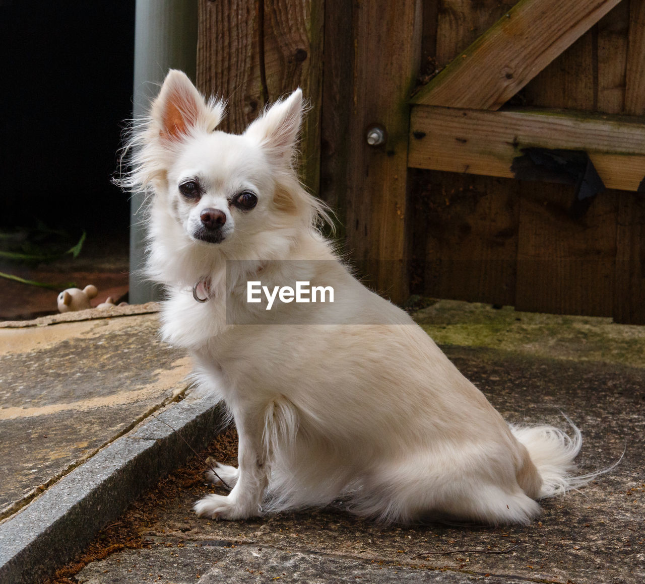 pet, animal themes, animal, mammal, one animal, domestic animals, dog, canine, white, no people, sitting, portrait, lap dog, cute, german spitz, animal hair, wood