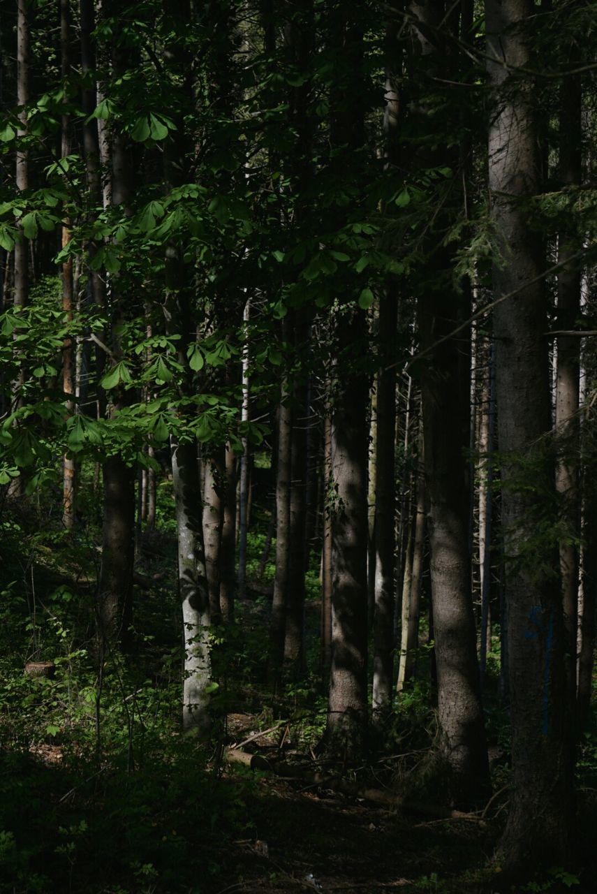 VIEW OF TREES IN THE FOREST