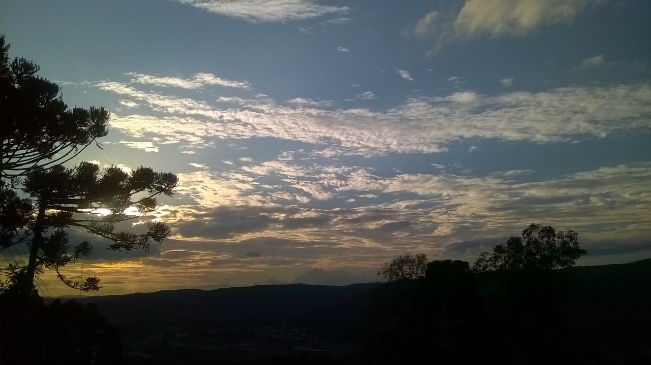 SILHOUETTE OF TREES AT SUNSET