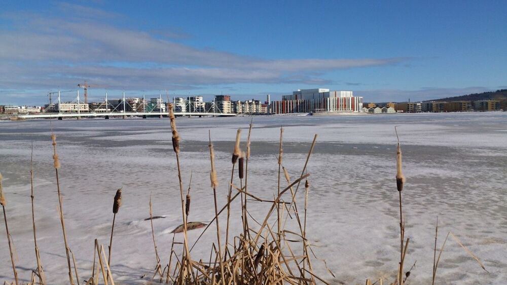 Dry cattails at frozen lakeshore