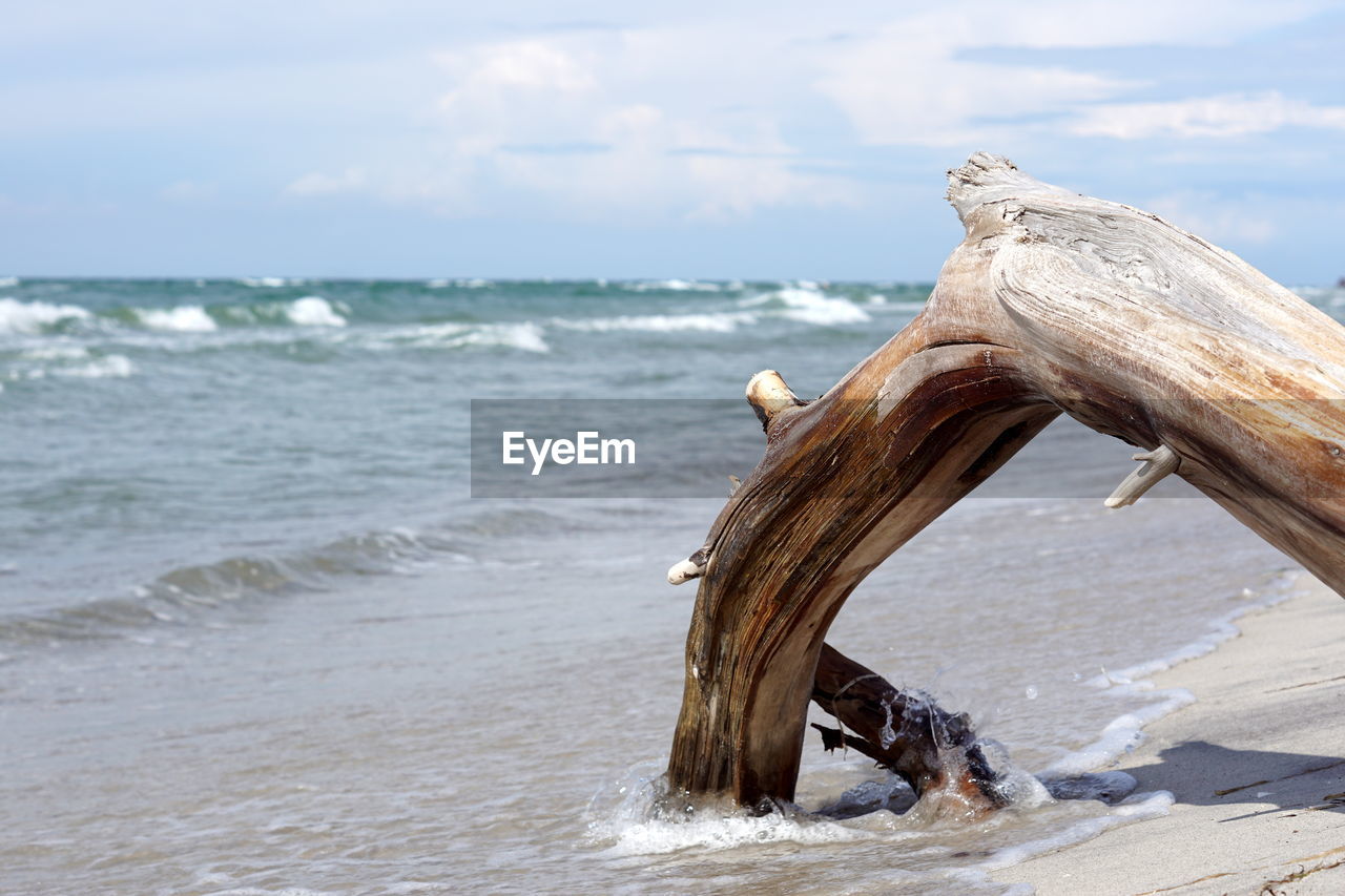 Driftwood on beach